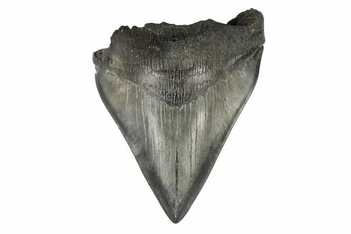 Bargain, Fossil Megalodon Tooth - South Carolina #193978